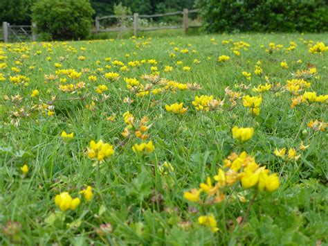 Low Flowering Lawn Seed Mix Wild Flower Lawns And Meadows