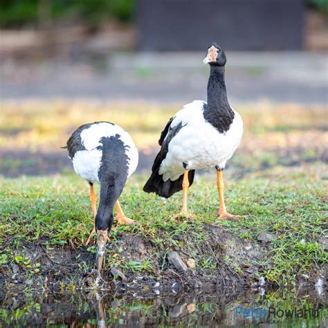 Magpie Goose - Peter Rowland Photographer & Writer