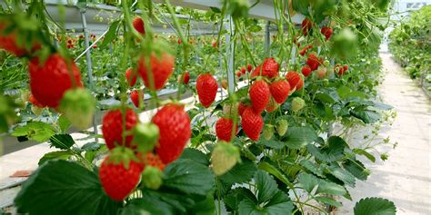 How To Grow Strawberries Vertically Tips For A Bountiful Indoor Harvest