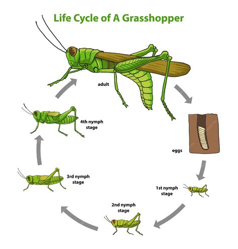 life cycle   grasshopper diagram premium vector