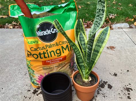 how to repot a snake plant 4