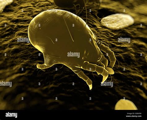 Dust Mite Computer Artwork Of A House Dust Mite Dermatophagoides