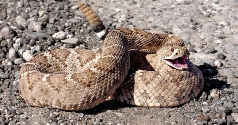 5 Rattlesnake Meat Facts to Satisfy Your Culinary Curiosity