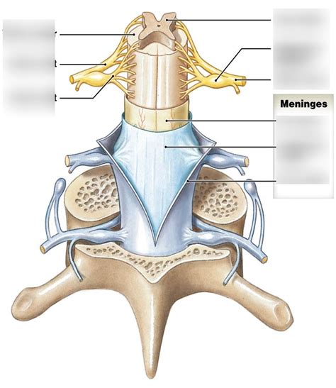 A Posterior View Of Spinal Cord Meninges Superficial Landmarks