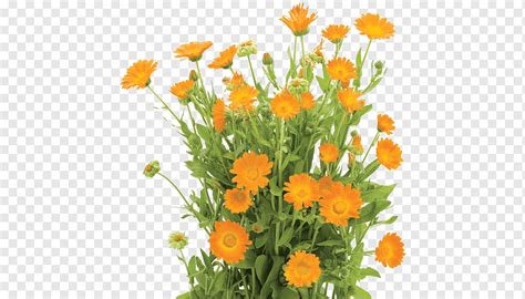 Calendula Officinalis Flower Orange Shrub Graphy Flower Grass Color