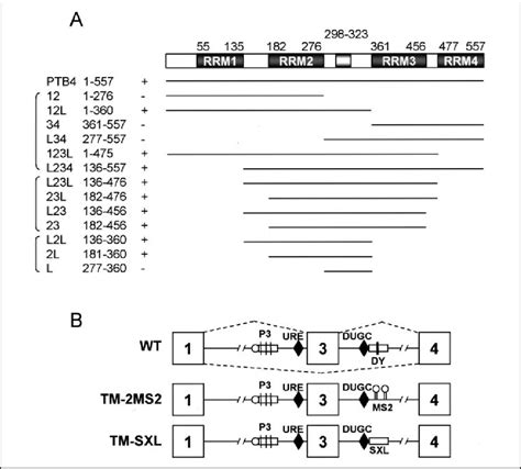 Schematic Structure Of Ptb And Tropomyosin Constructs A Ptb Has Four