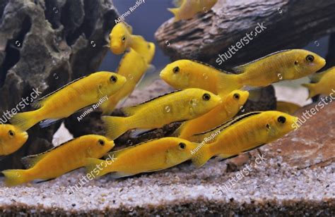 Electric Yellow Cichlid Lemon Yellow Lab Are Swimming In Freshwater