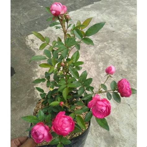 Jual Bibit Mawar Rambat Atau Climbing Rose Shopee Indonesia