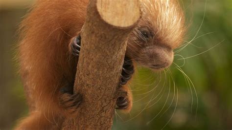 What Is a Baby Porcupine Called? | Baby porcupine, Cute animals, Porcupine