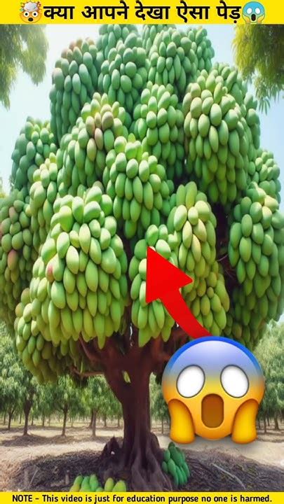 आम का जादुई पेड़🤯🌳 Wood Working Shorts Viral Fruit Garden