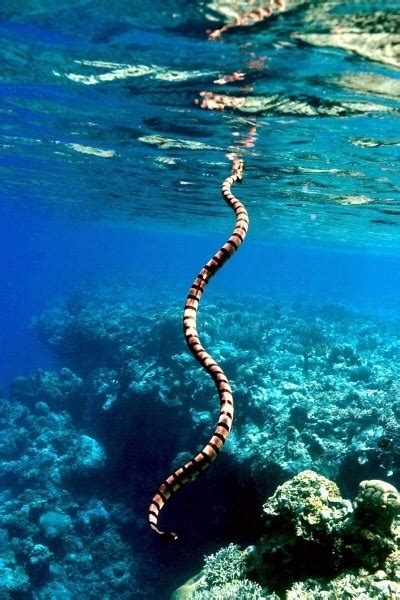 Belcher’s Sea Snake – "OCEAN TREASURES" Memorial Library