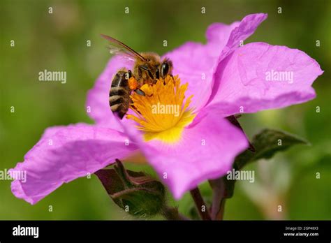 Kretische Zistrose Mit Einer Biene Stock Photo Alamy