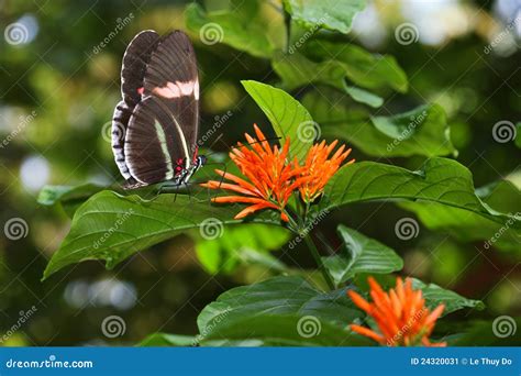 Mariposa Del Cartero Y Flor Anaranjada Imagen De Archivo Imagen De