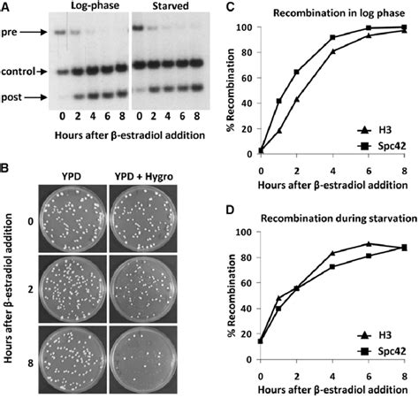 Cre Recombination Kinetics A Southern Blot Analysis Of H3 HA T7