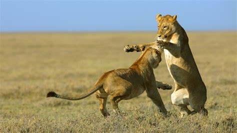 TIERWELT Live Kampf der Tiere Für das Überleben