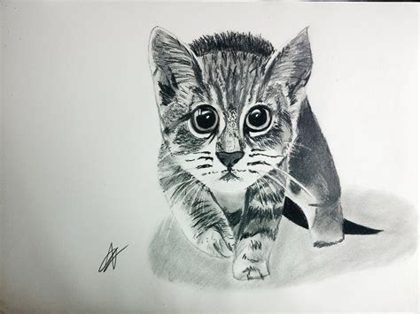 Dibujos A Lapiz Gatos