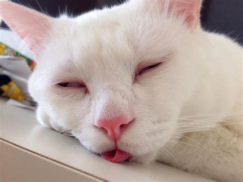 Cat With The Funniest Sleeping Face Ever