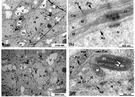 A D Micrographs Of Isolated Shoot Tip Meristems The Ultrastructure Of