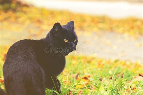 Schwarze Katze Mit Gelben Augen Sitzt Auf Gras Gelber Herbstlaub Auf