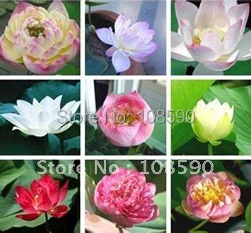 Купить 10 видов 100 Описание чаша ефрема lotus хлоридная растения Лотос ...