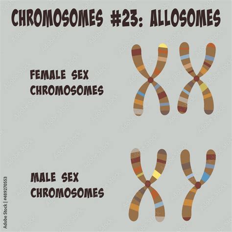 Allosomes chromosome number 23 sex chromosomes Stock Vector | Adobe Stock