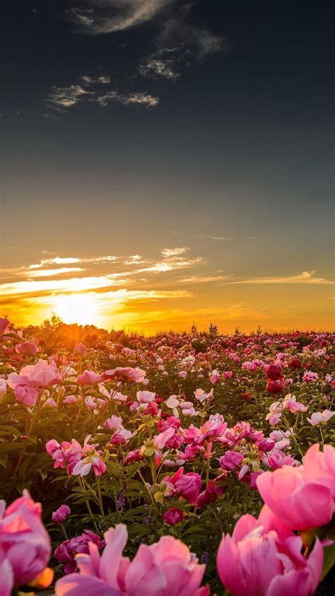 Summer Sunset Flowers Iphone Wallpaper Homescreen Background Hd Nature