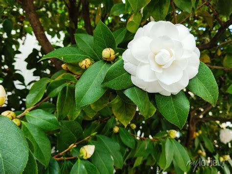 Louisiana State Flower Magnolia Facts | Best Flower Site