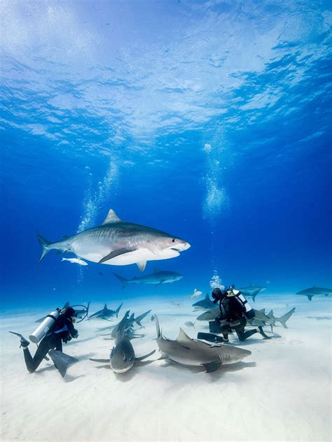 Best Places To Swim With Sharks Photos Cond Nast Traveler