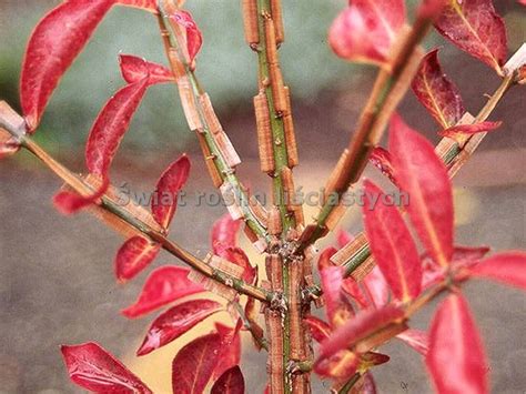 Trzmieliny Oskrzydlone Trzmielina Oskrzydlona Euonymus Alatus Timber