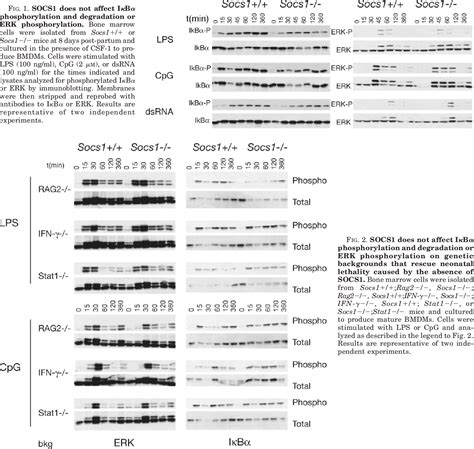 Figure 2 From Re Examination Of The Role Of Suppressor Of Cytokine