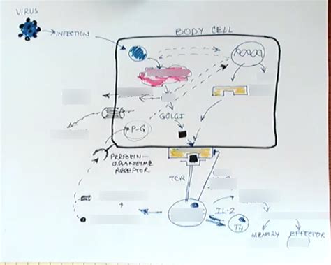 Cell Mediated Immunity Viral Diagram Quizlet