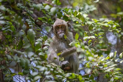 Alleged Corruption in Cambodia Monkey Farms Taints Global Wildlife ...