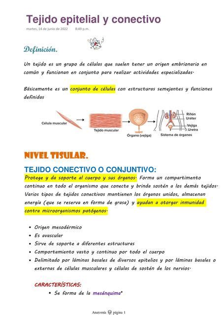 Tejido Epitelial Y Conectivo Samantha Shernandez UDocz