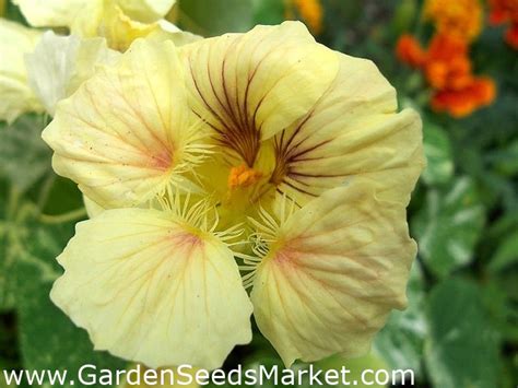 Dwarf Nasturtium Mixed Seeds Tropaeolum Majus Var Nanum Seeds