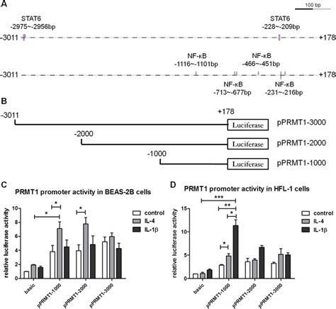 Activation Of Prmt Gene Promoter In Beas B Cells And Hfl Cells