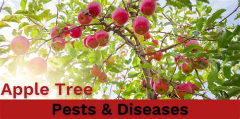 Cornell Cooperative Extension Apple Tree Pests Diseases