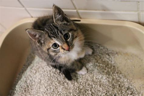 The Best Litter Box Setup For Multiple Cats