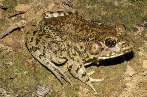 Frogs And Toads Of South Carolina South Carolina Partners In