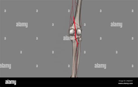 La Arteria Poplítea Es Una De Las Principales Arterias De La