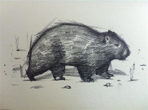 Wombat Drawing at GetDrawings | Free download