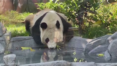 San Diego Zoo Panda Cam launces | cbs8.com