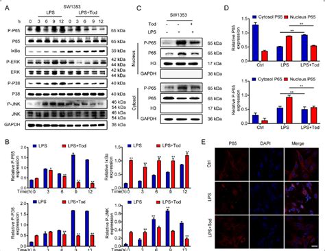 Tod Inhibits The Activation Of The Nf B And Mapk Signalling Pathways