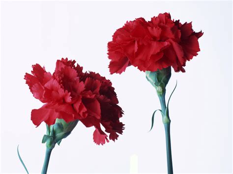 Beautiful Red Carnation Colors Photo 34691896 Fanpop