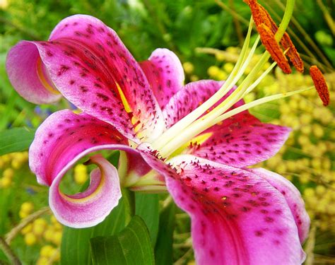 Lilium Flowers: Lilium Flower Gallery 1