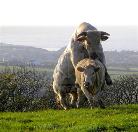 Bull Mating Cow Up Close All About Cow Photos