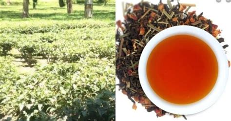 Golden Butterfly Tea From Assam Tea Estate Breaks Record Sells For Rs 75000 Per 1 Kg