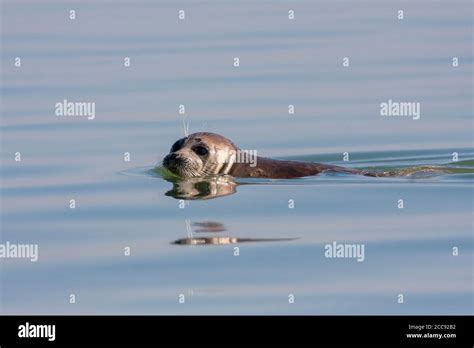 Caspian Seal Pusa Caspica Swimming In The Caspian Sea In Iran Stock