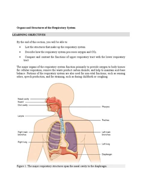 Organs and Structures of The Respiratory System | PDF