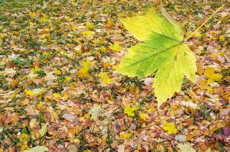 Premium Photo Colorful Backround Of Fallen Autumn Leaves Falling