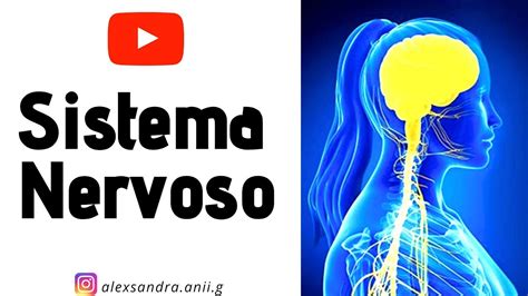 ResumÃo Sistema Nervoso 2020 Parte 1 Video Aula Youtube